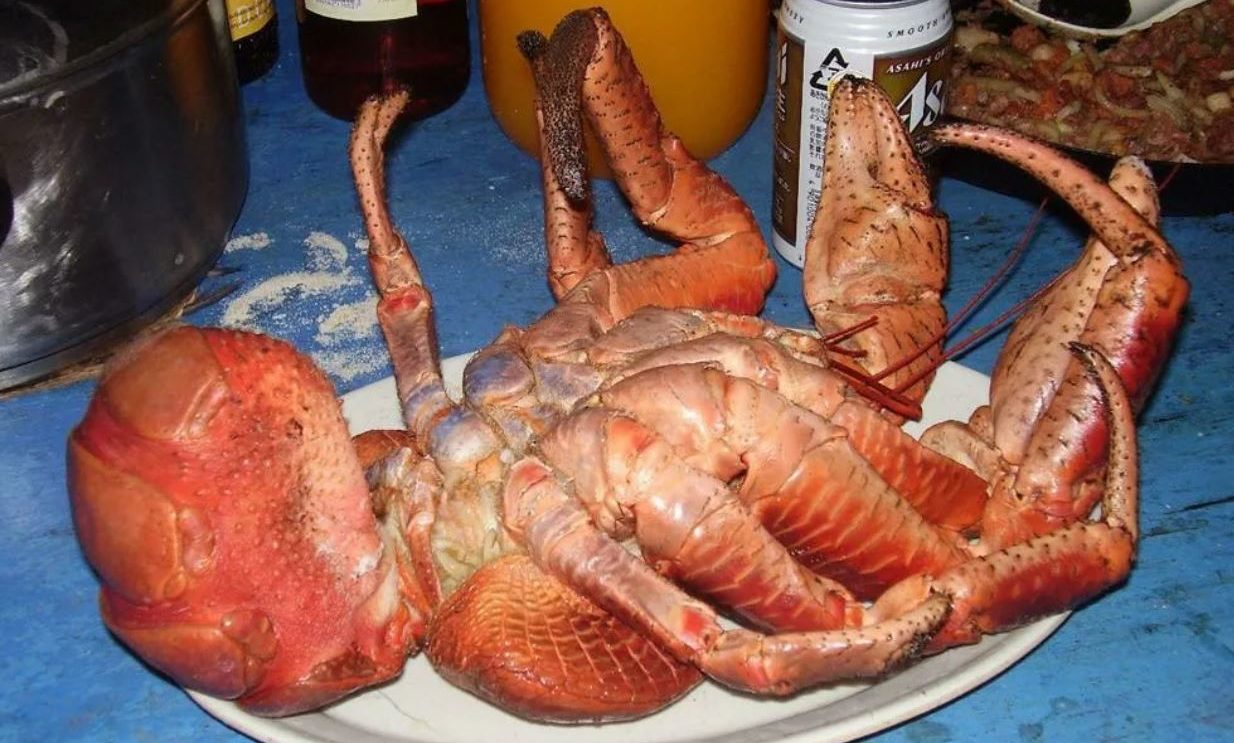 Пальмовый вор: редкий тропический краб-гигант