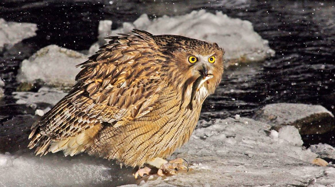 Филин: описание, образ жизни, интересные факты