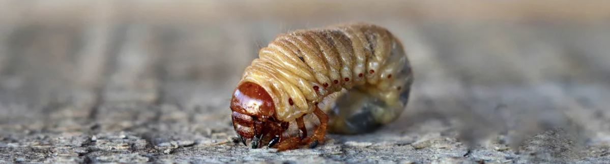 Жук-носорог: описание, где обитает, интересные факты