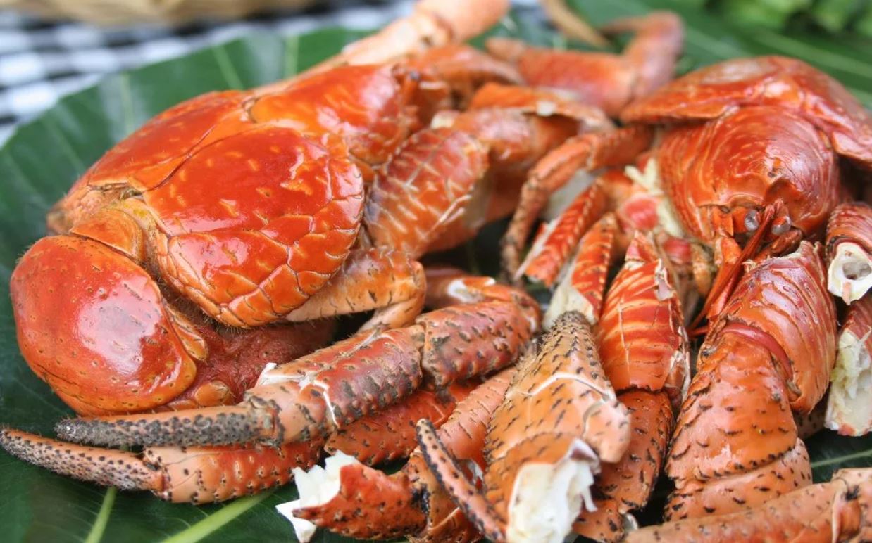 Пальмовый вор: редкий тропический краб-гигант