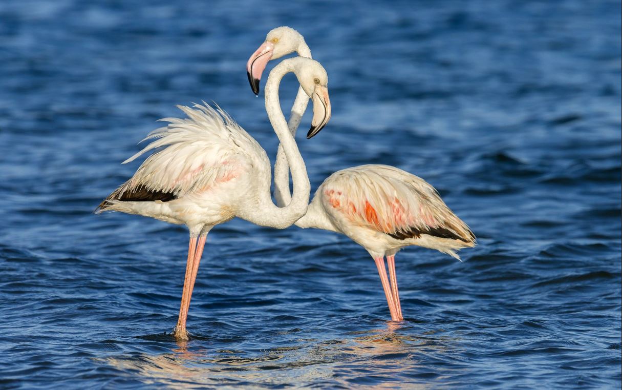 Фламинго — восьмое чудо света. Описание и среда обитания птицы