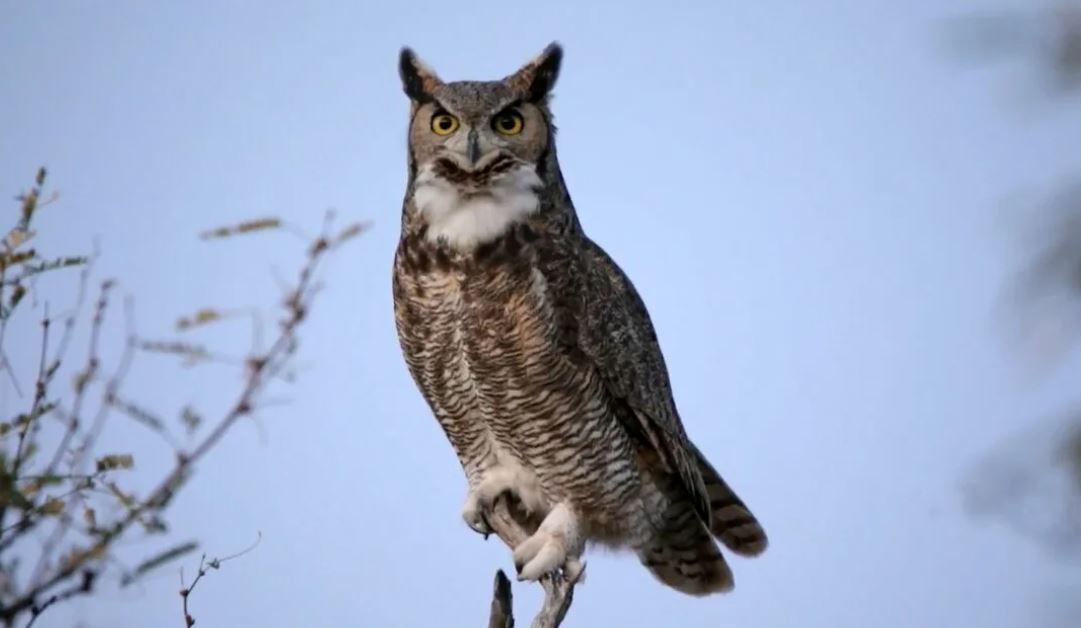 Филин: описание, образ жизни, интересные факты