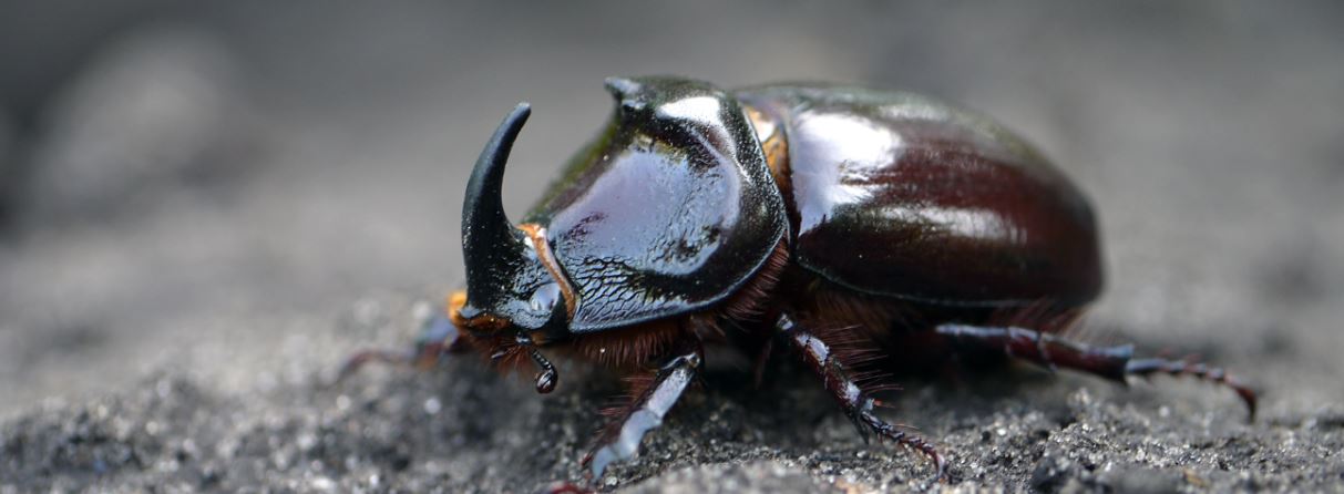 Жук-носорог: описание, где обитает, интересные факты