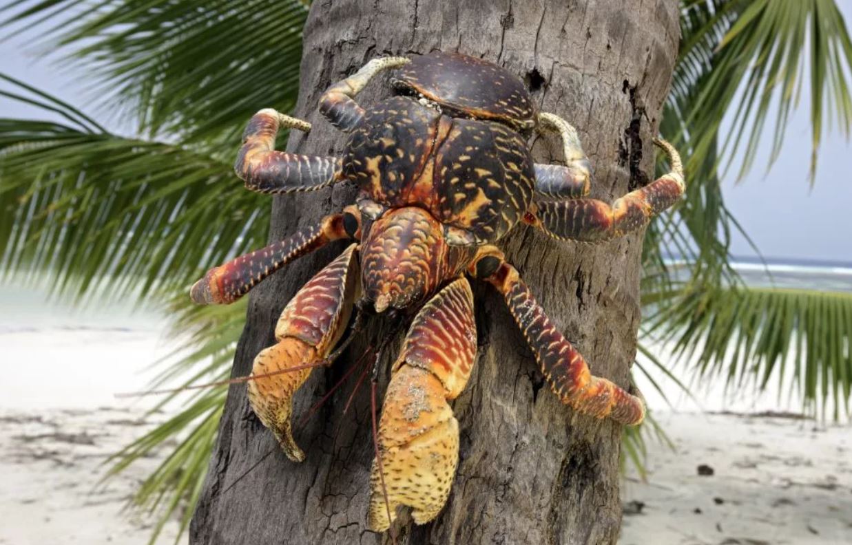 Пальмовый вор: редкий тропический краб-гигант