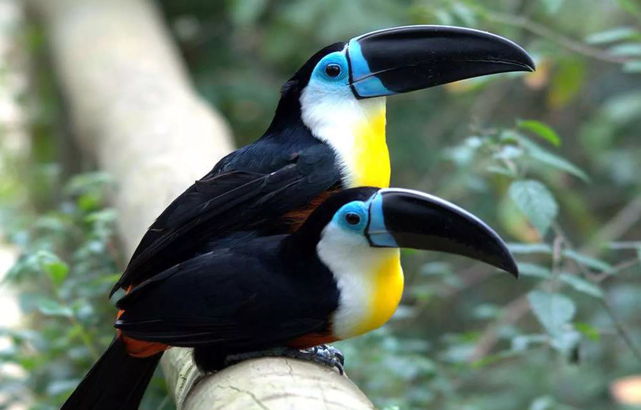 Тукан: описание, где обитает, интересные факты