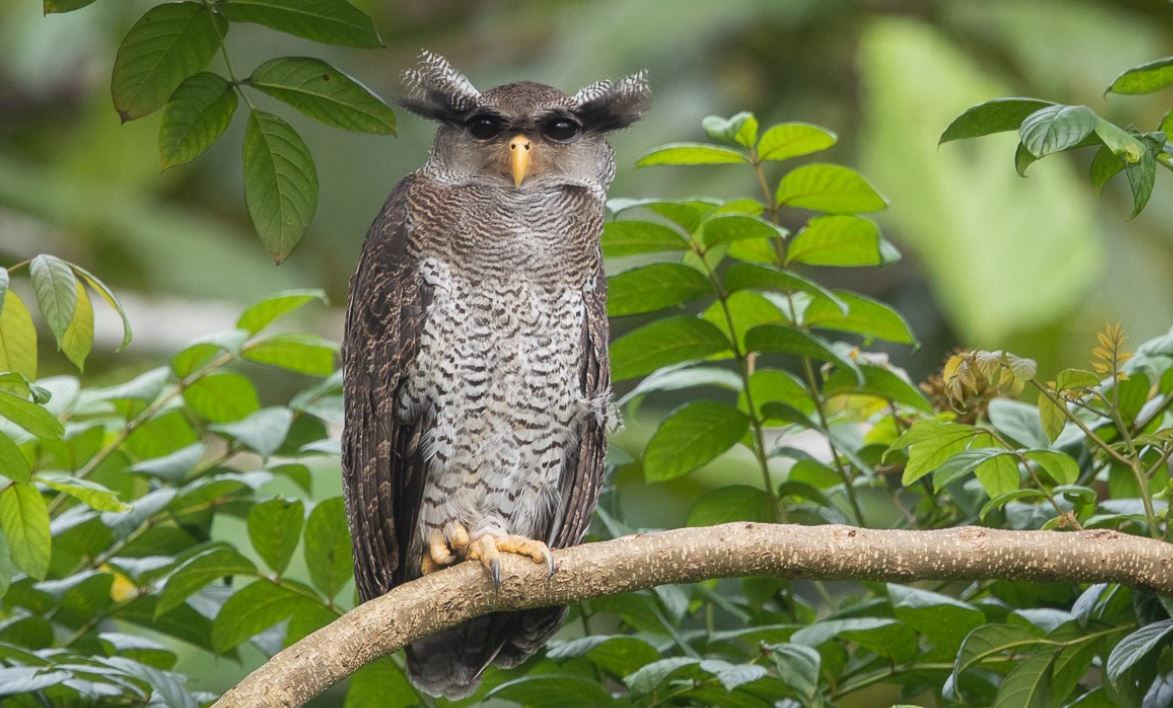 Филин: описание, образ жизни, интересные факты