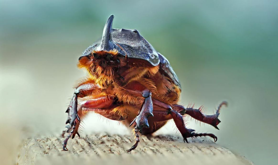 Жук-носорог: описание, где обитает, интересные факты