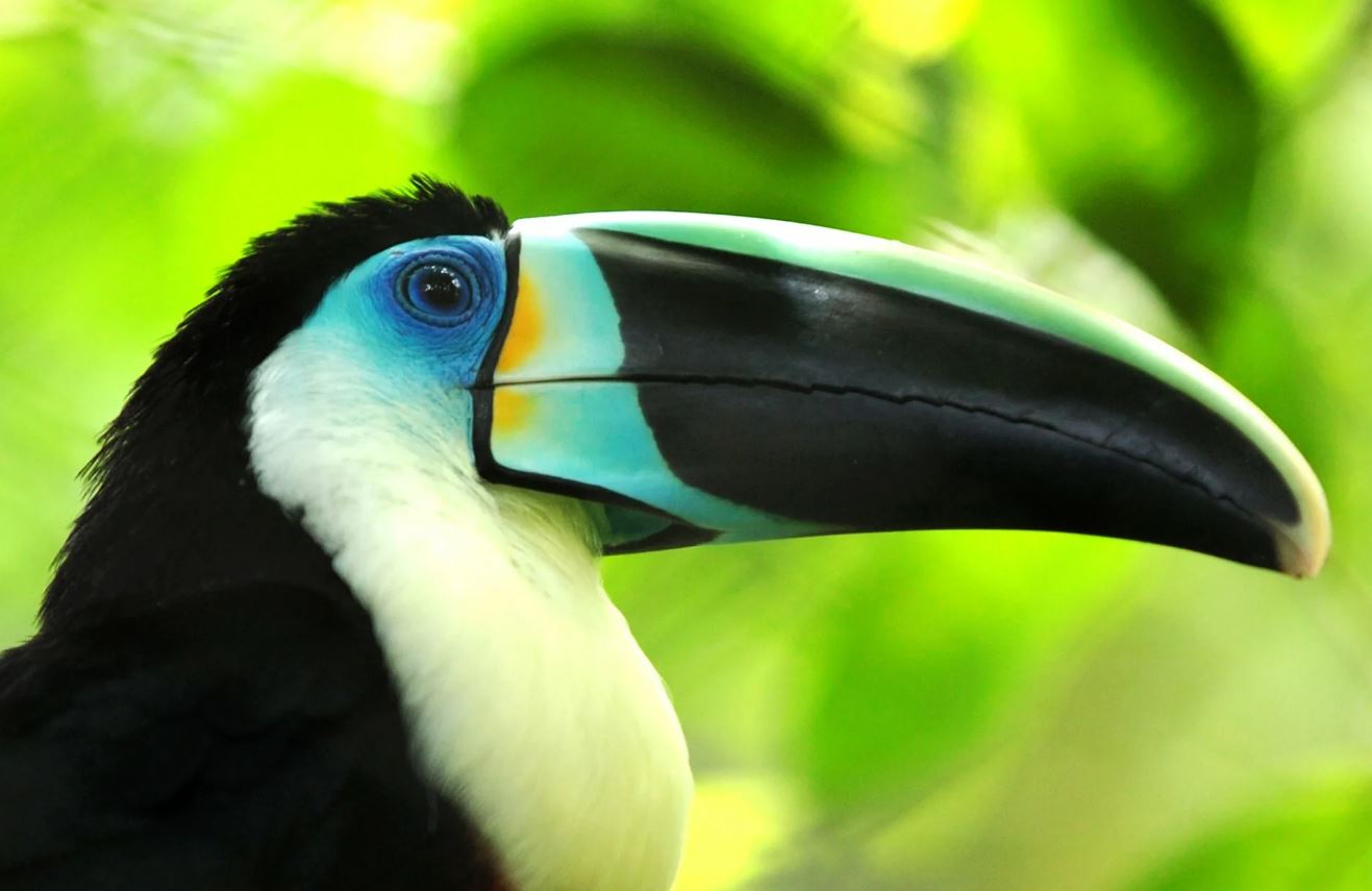 Тукан: описание, где обитает, интересные факты