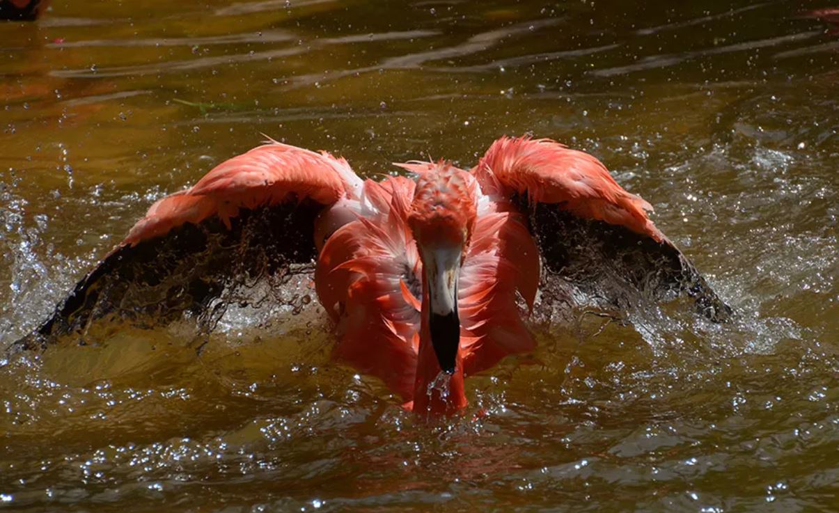 Фламинго — восьмое чудо света. Описание и среда обитания птицы