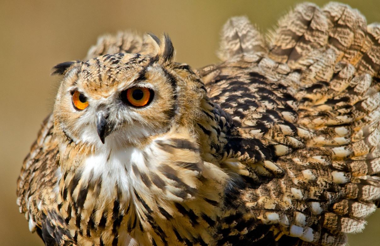 Филин: описание, образ жизни, интересные факты