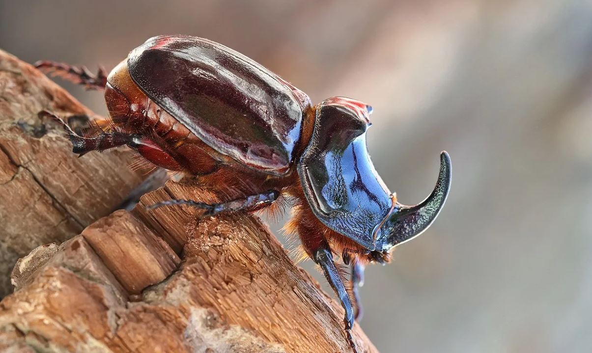Жук-носорог: описание, где обитает, интересные факты