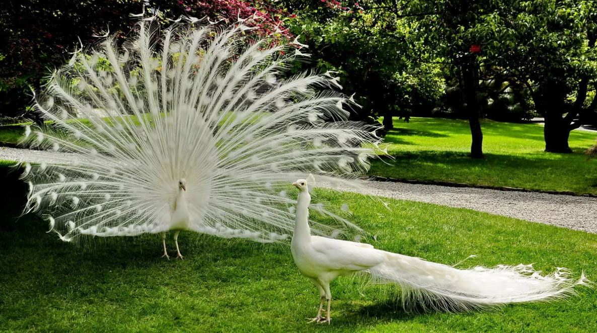 Райская птица павлин - где обитает, особенности существования