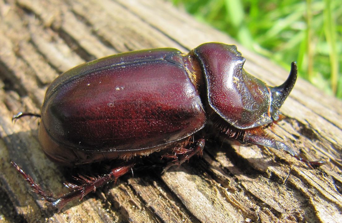 Жук-носорог: описание, где обитает, интересные факты