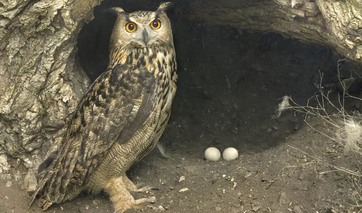 Филин: описание, образ жизни, интересные факты