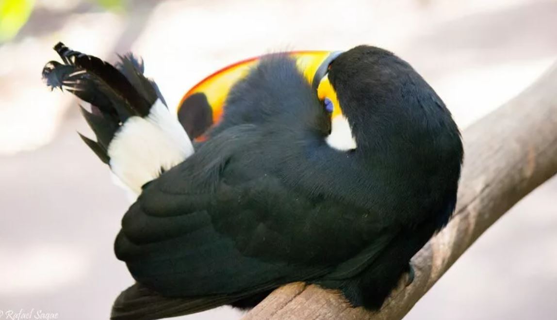 Тукан: описание, где обитает, интересные факты