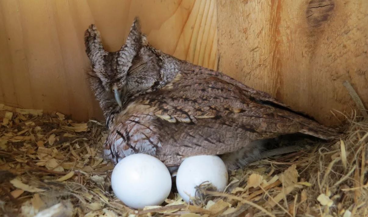 Филин: описание, образ жизни, интересные факты