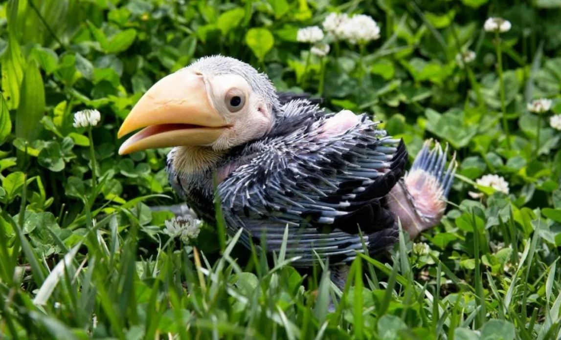 Тукан: описание, где обитает, интересные факты