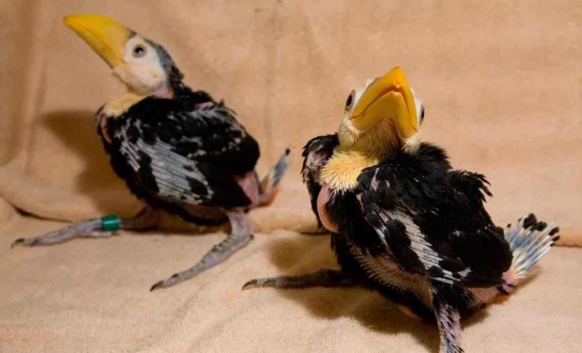 Тукан: описание, где обитает, интересные факты