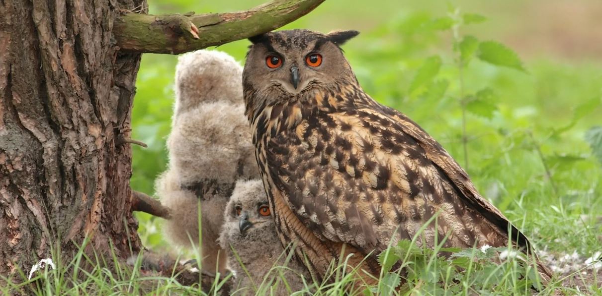 Филин: описание, образ жизни, интересные факты
