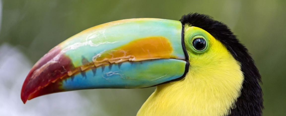 Тукан: описание, где обитает, интересные факты