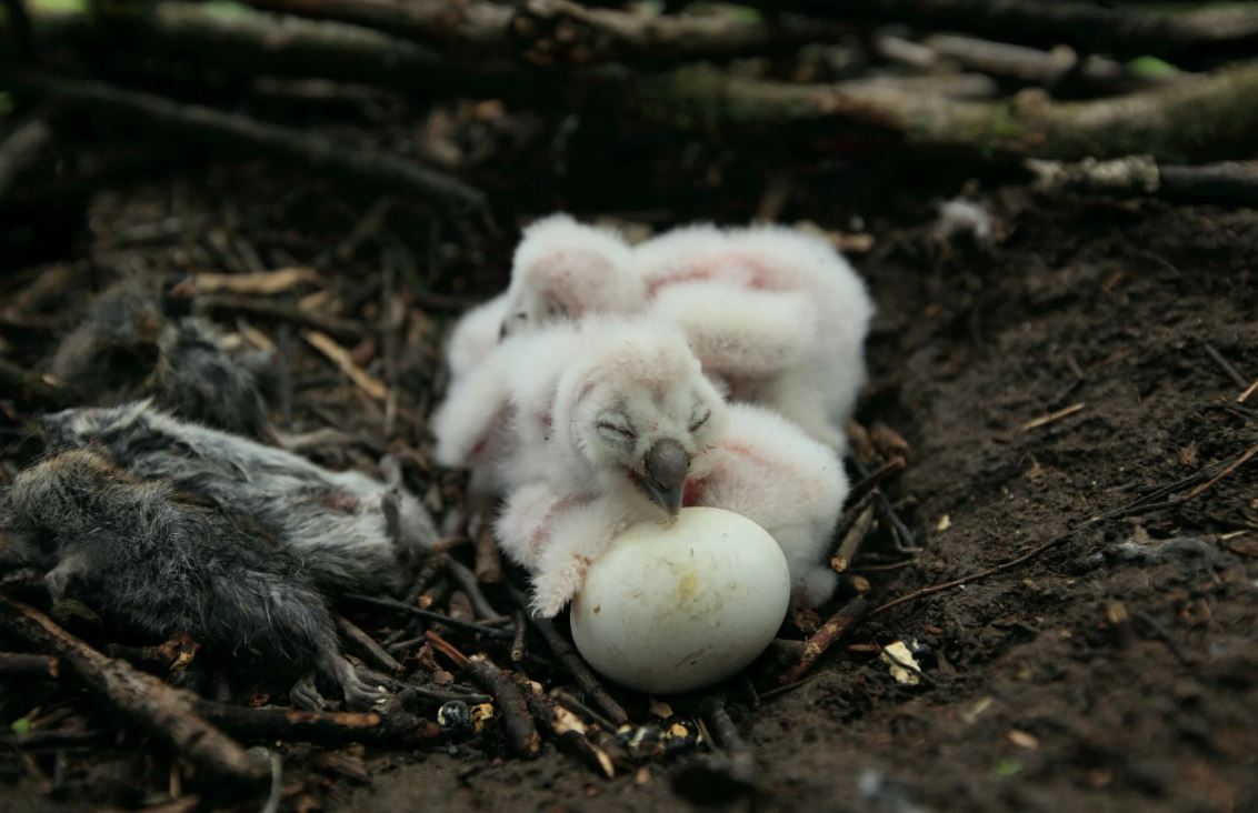 Филин: описание, образ жизни, интересные факты