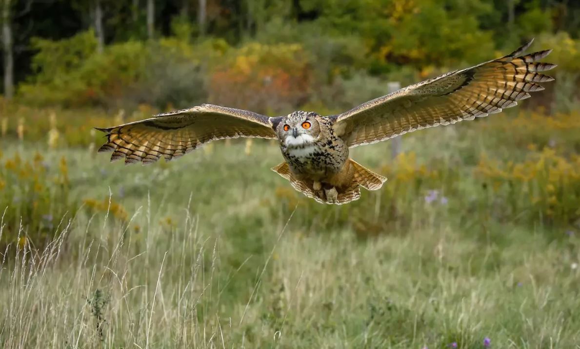 Филин: описание, образ жизни, интересные факты
