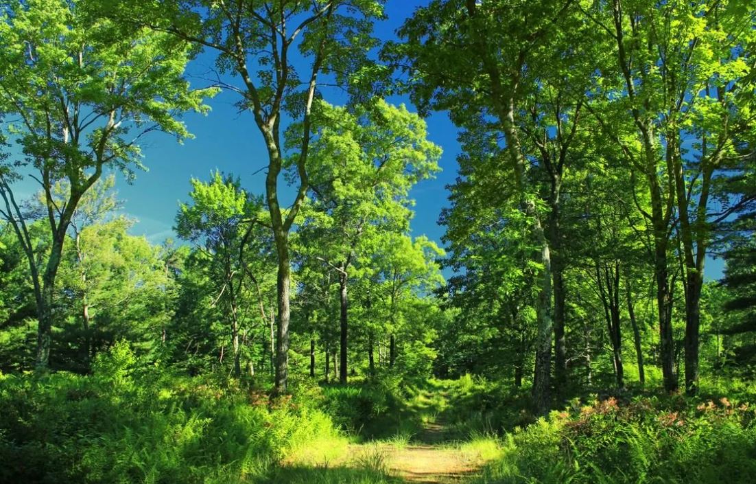 Жук-носорог: описание, где обитает, интересные факты