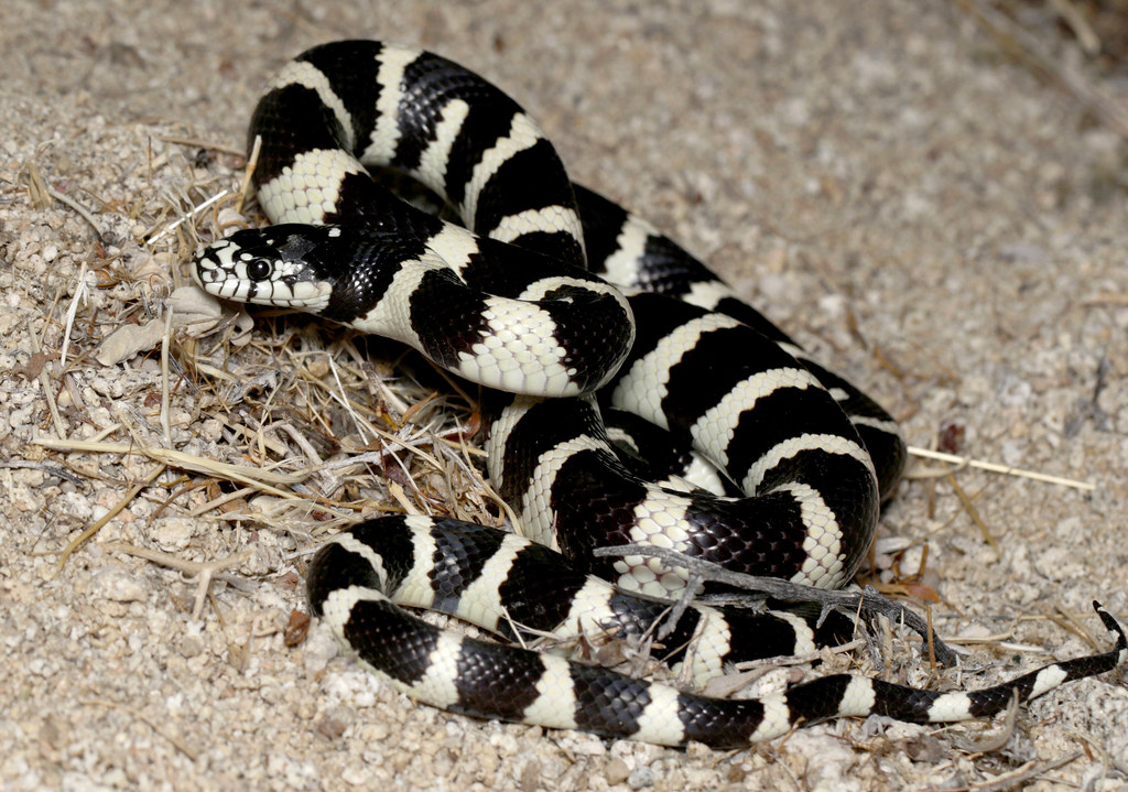 Калифорнийская змея: описание, виды, содержание и уход