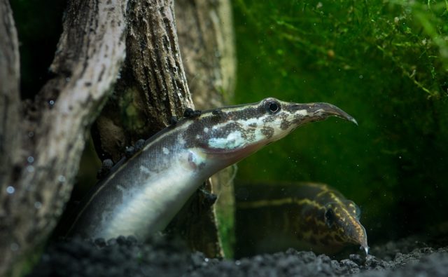 Макрогнатус глазчатый в аквариуме Макрогнатус глазчатый в грунте