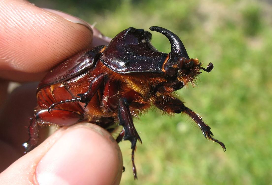 Жук-носорог: описание, где обитает, интересные факты