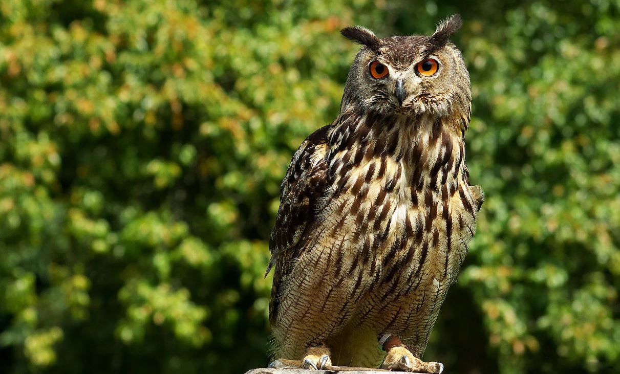 Филин: описание, образ жизни, интересные факты