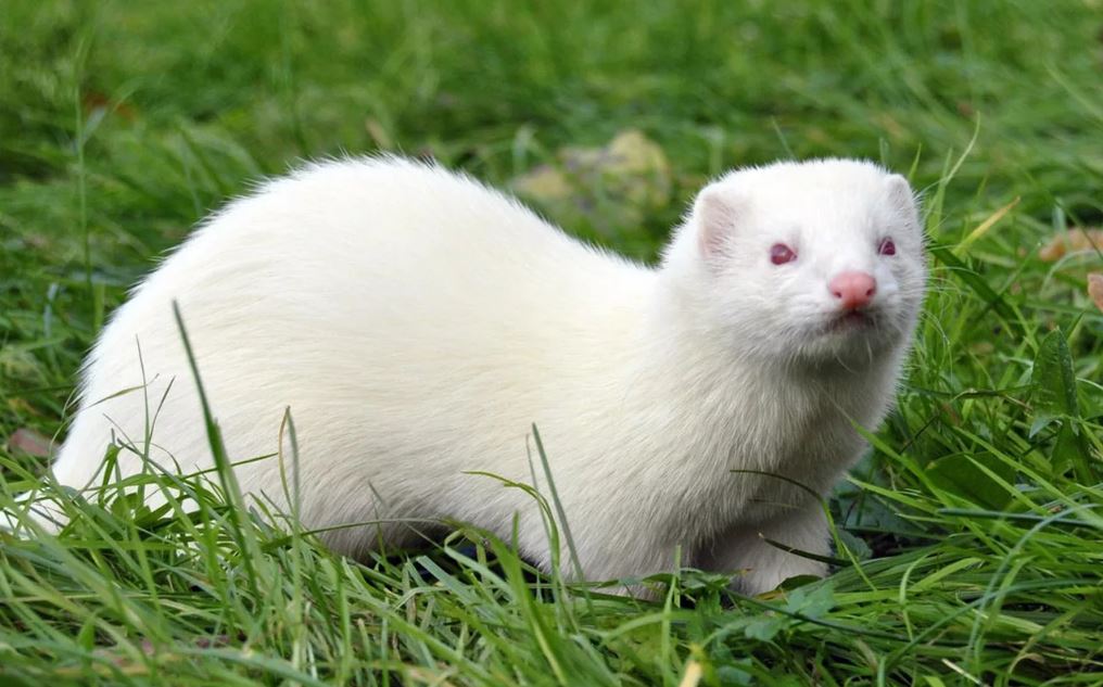 Хонорик – маленький хищник с внешностью хорька и любознательностью норки