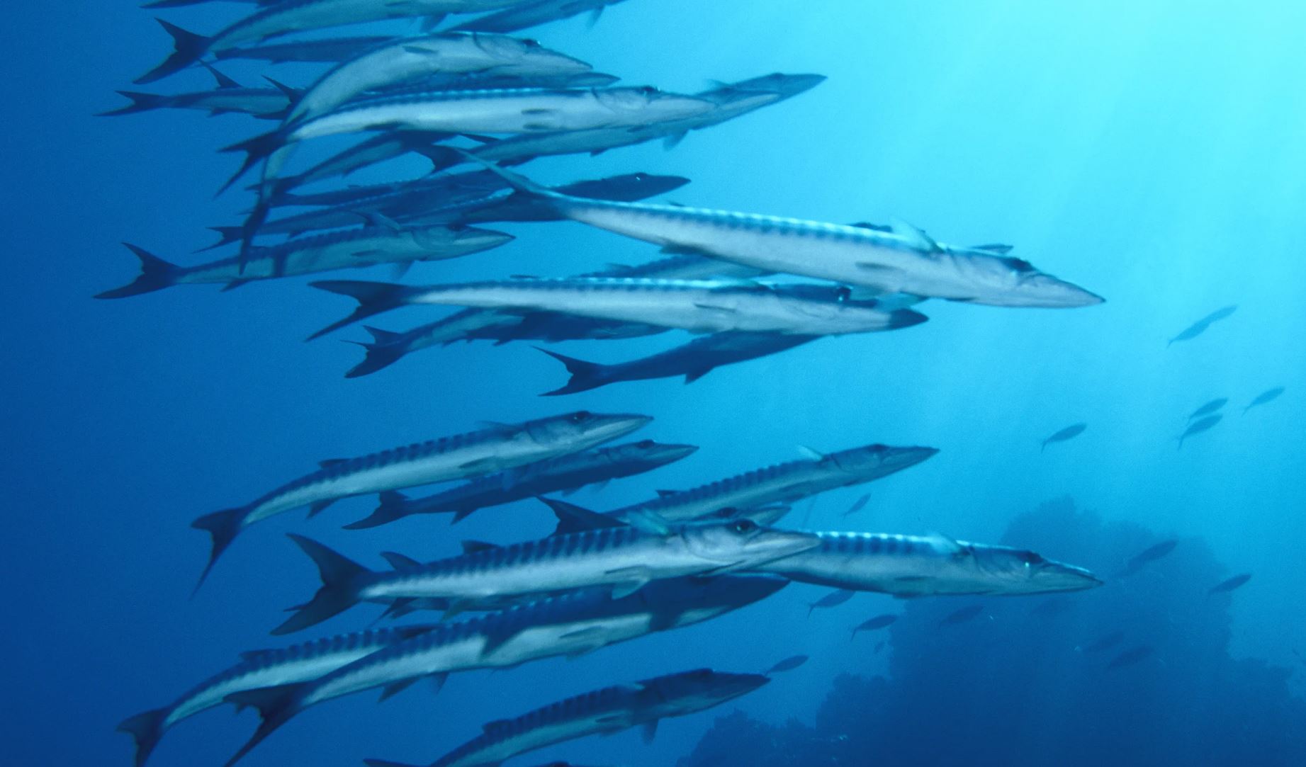 Свирепая хищница рыба барракуда — гроза морей