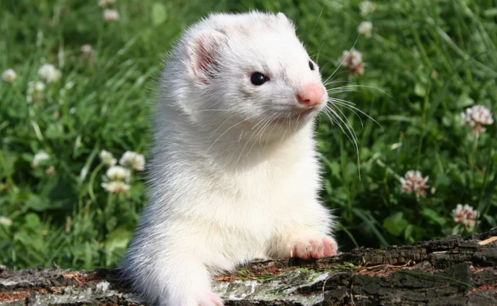 Хонорик – маленький хищник с внешностью хорька и любознательностью норки