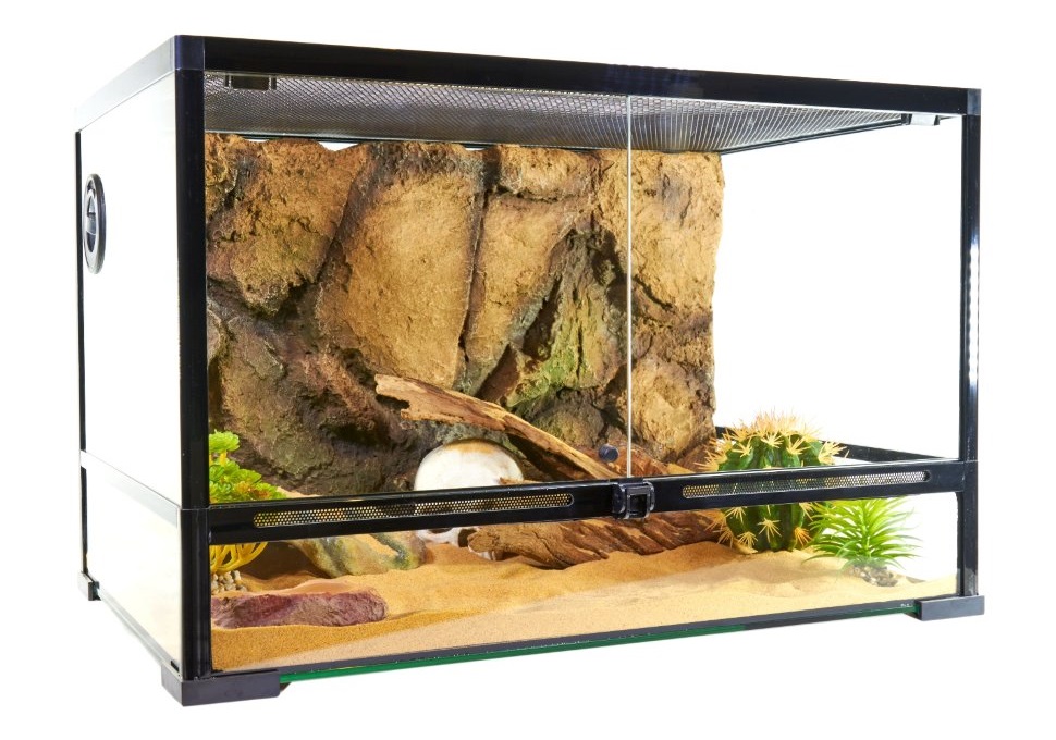 Калифорнийская змея: описание, виды, содержание и уход