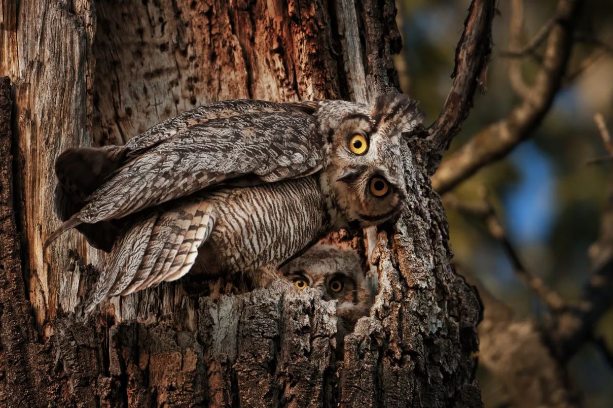 Филин: описание, образ жизни, интересные факты