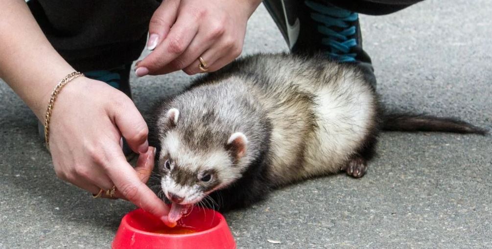 Хонорик – маленький хищник с внешностью хорька и любознательностью норки