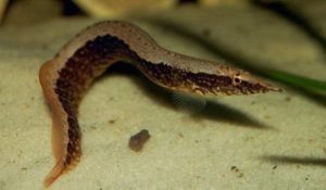 Кофейный макрогнатус Глазчатый макрогнатус: как содержать в аквариуме