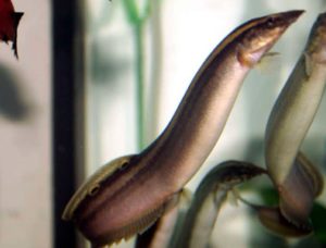 Сиамский макрогнатус Глазчатый макрогнатус: как содержать в аквариуме