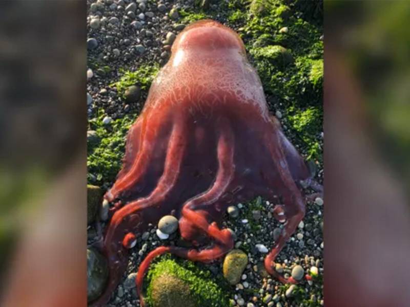 Адский Вампир: обитатель бездны и детритофаг с голубой кровью