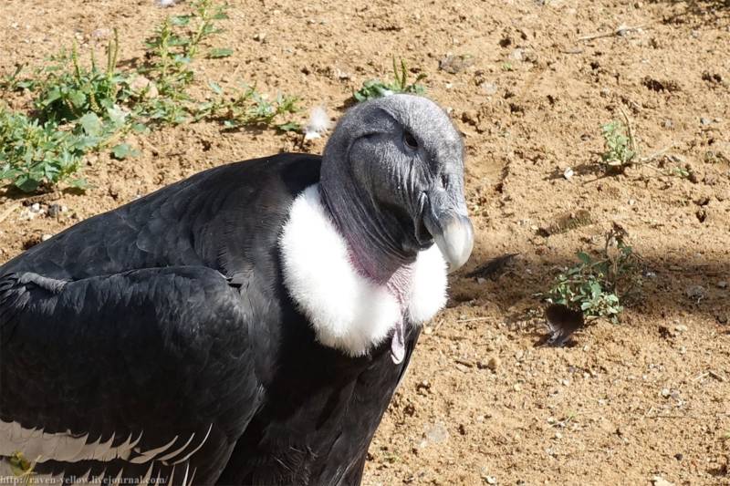 Андский кондор - описание, размеры, вес, размах крыльев, где обитает самая большая птица