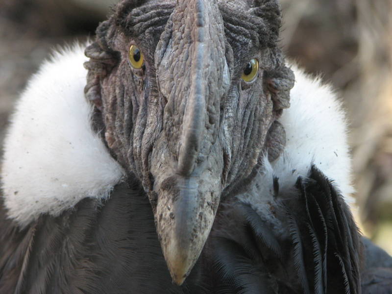 Андский кондор - описание, размеры, вес, размах крыльев, где обитает самая большая птица