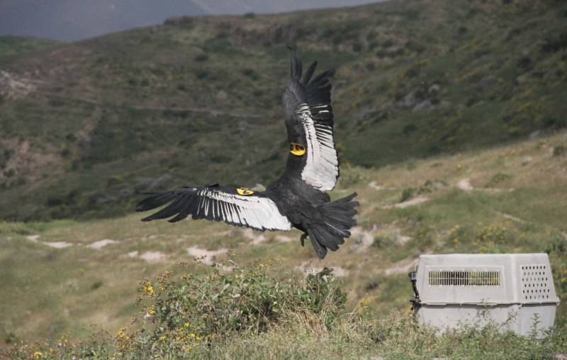 Андский кондор - описание, размеры, вес, размах крыльев, где обитает самая большая птица