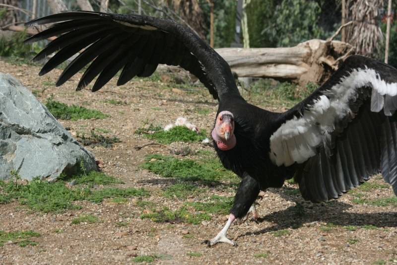 Андский кондор - описание, размеры, вес, размах крыльев, где обитает самая большая птица