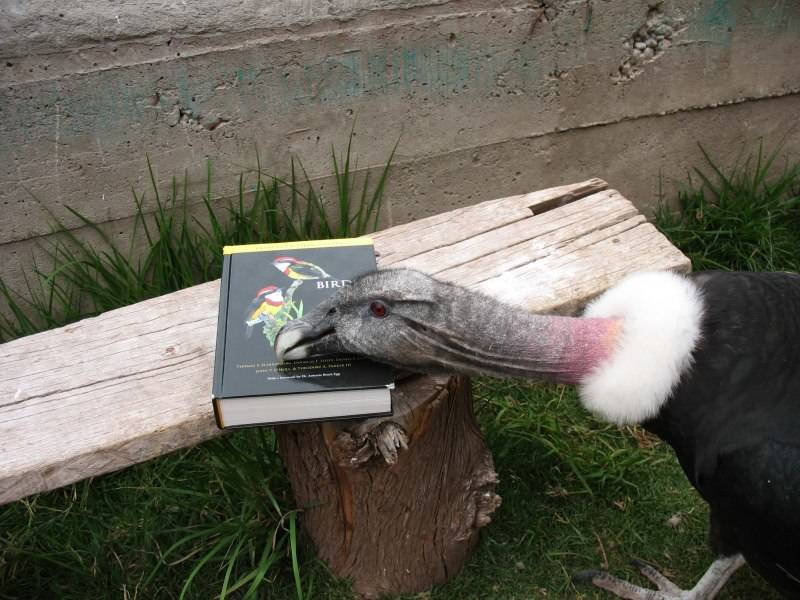 Андский кондор - описание, размеры, вес, размах крыльев, где обитает самая большая птица