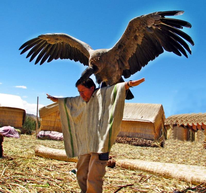 Андский кондор - описание, размеры, вес, размах крыльев, где обитает самая большая птица