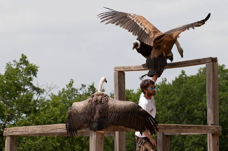 Андский кондор - описание, размеры, вес, размах крыльев, где обитает самая большая птица