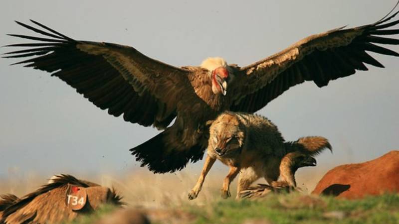 Андский кондор - описание, размеры, вес, размах крыльев, где обитает самая большая птица