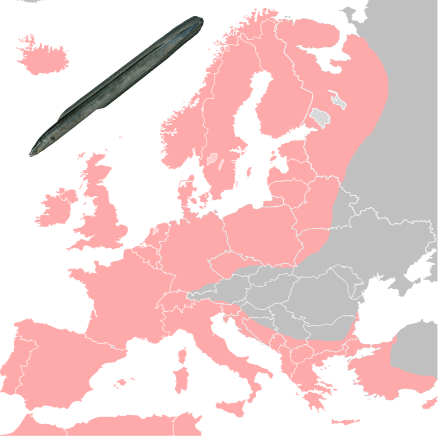 Конгер (морской угорь)