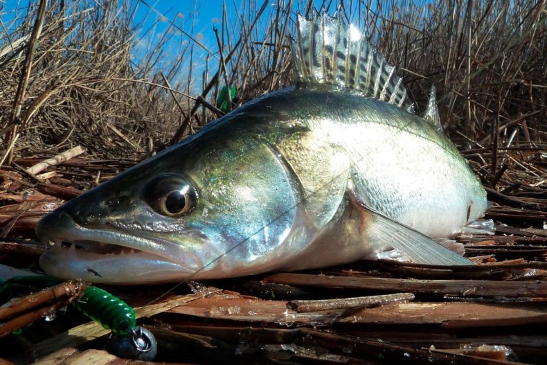 Берш: окрас рыбы, отличия от окуня и судака, техника ловли на спиннинг, удочкой, донкой, поведенческие черты и места обитания